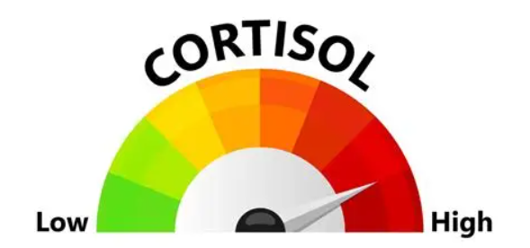 cortisol