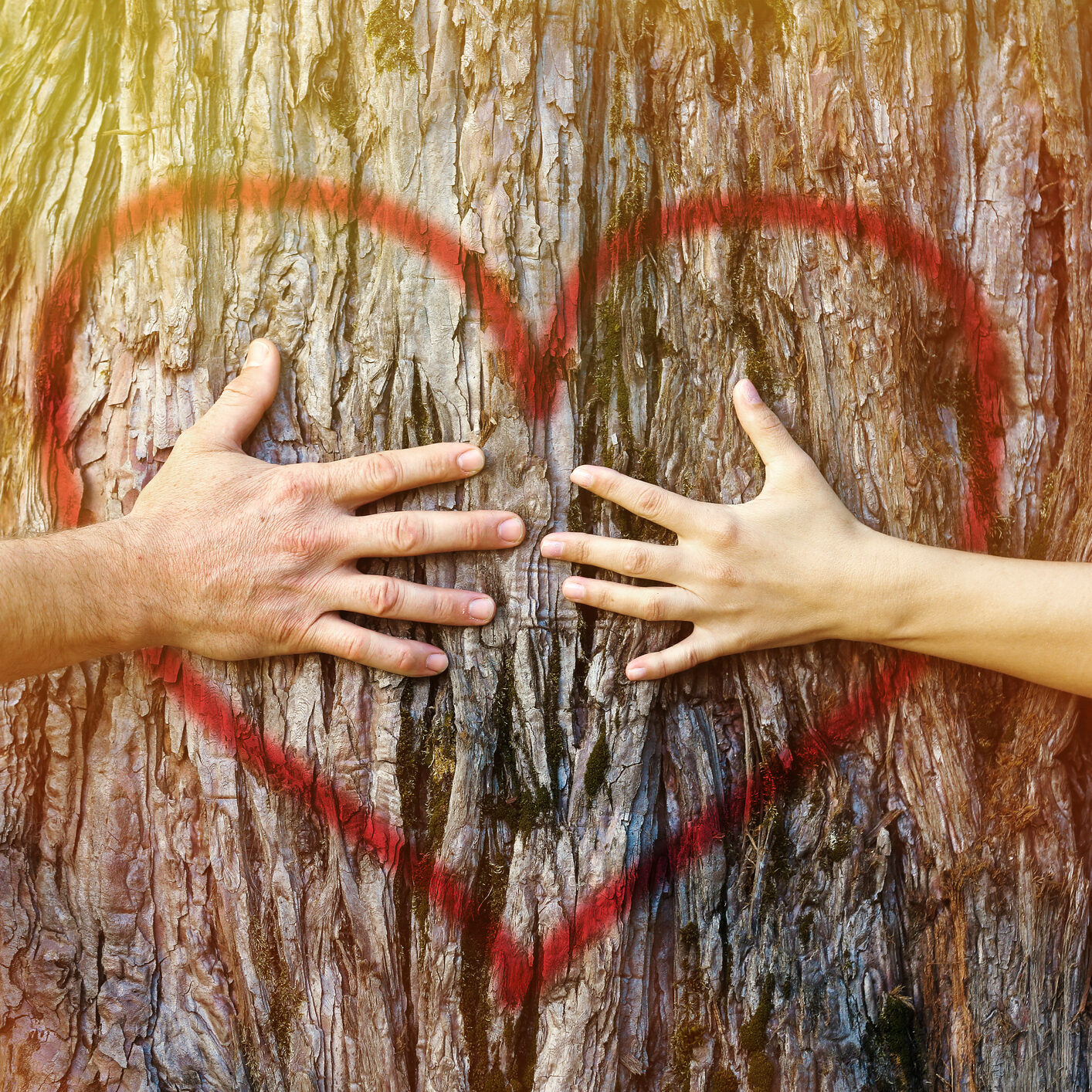 Couple touching heart in sunlight Hands of couple in love hugging a tree with painted red heart with yellow and golden sunlight